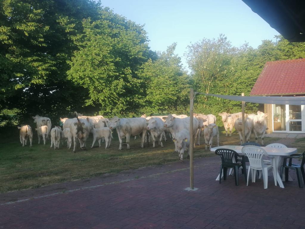 Sogar die Rinderherde fühlt sich im 